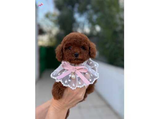 Kore Teacup Toy Poodle Yavrular