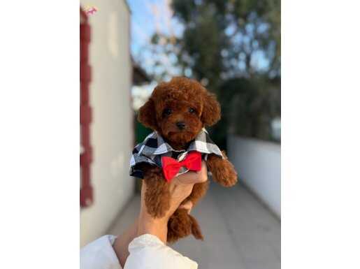 Sevimli Kore Poodle Yavrularımız