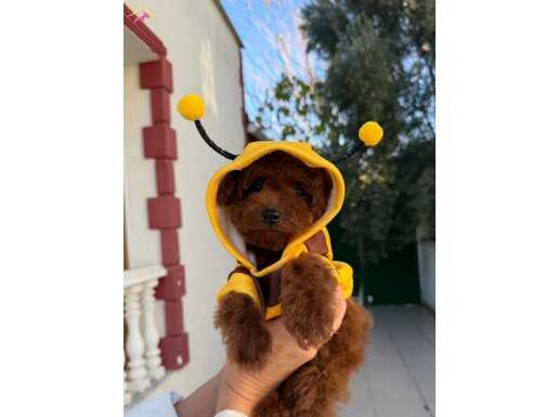 Minicik Kore Poodle Yavrularımız