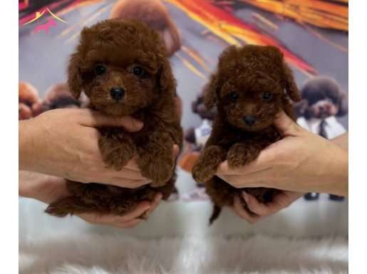 Red Brown Kore Poodle Yavrular