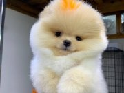 Eşsiz Güzellikte Pomeranian boo bebekler 