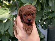 Red Brown Kore Poodle