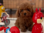 Sevimli Mini Poodle Yavrularımız