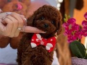 Gerçek Kore Poodle Yavrular