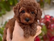 Kıvırcık Sevimli Yavrumuz Minyatür Poodle