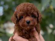 Baby Face Kore Poodle Yavrular
