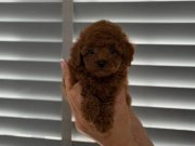 İstanbul Poodle Yavrular