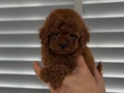 Beylikdüzü Poodle Yavrular
