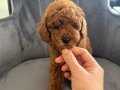 Orjinal Toy Poodle Yavrular