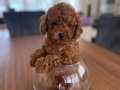 Minicik Toy Poodle Yavrular
