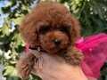 Minik Toy Poodle Kızımız