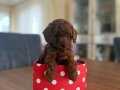 Orijinal Toy Poodle Yavrular