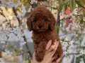 Sağlık ve Irk Garantili Toy Poodle