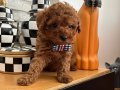 Mini Boy Poodle Bebişler