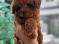 Pofuduk Toy Poodle 