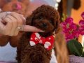 Gerçek Kore Poodle Yavrular