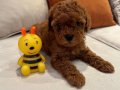 Minicik Toy Poodle Yavrular