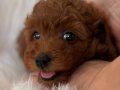 Red Brown Poodle Bebişler
