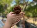 İstanbul Mikro (micro) Poodle