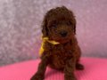Red Brown Poodle Yavrularımız