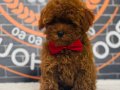 Tüy Yumağı Kore Poodle Yavrular