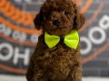 Red Brown Kore Poodle 