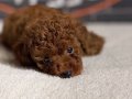Red Brown Poodle Yavrular