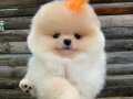 Pomeranian Boo Orijinal Yavrular