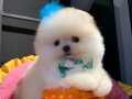 Pomeranian Boo Ayı Surat