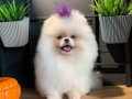 Oyuncak Pomeranian Yavrular