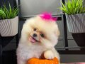 Ayıcık Görünümlü Pomeranian Yavrularımız