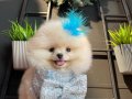 Baby Face Pomeranian Boo