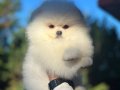 Kore Pomeranian Yavrular