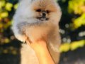 A Class Pomeranian Boo 