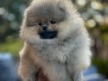 Kaliteli Pomeranian Boo Yavrular