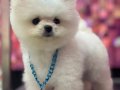 Kar Beyaz Pomeranian Boo
