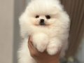 Pofuduk Pomeranian Boo Yavrular
