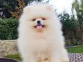 Tüy Yumağı Pomeranian Boo Yavrular