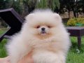 Pomeranian Boo Bebişler