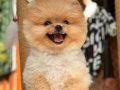 Baby Face Pomeranian Boo Yavrular