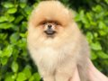 Orijinal Pomeranian Boo Yavrular