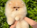 Premium Pomeranian Boo Yavrular