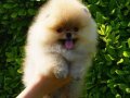 Mini Boy Pomeranian Boo