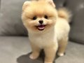 Bebek Yüz Pomeranian Boo Yavrular