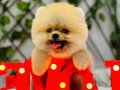 Sevimli Pomeranian Boo Yavrular