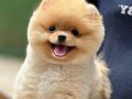 Ayıcık Pomeranian Boo