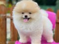 Ayı Surat Pomeranian Boo Yavrular