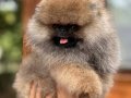 Pomeranian Boo Orange