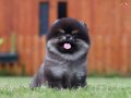 Teddy Pomeranian Boo Yavrular