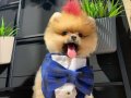 Pomeranian Boo Orange